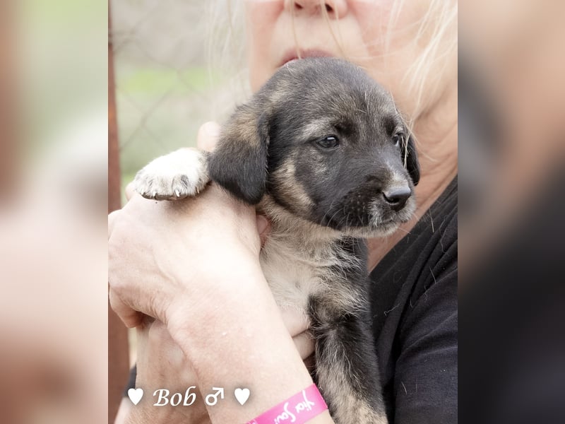 Update: Brenda, Bill, Bob und Bertie suchen ab Anfang Januar ein Zuhause