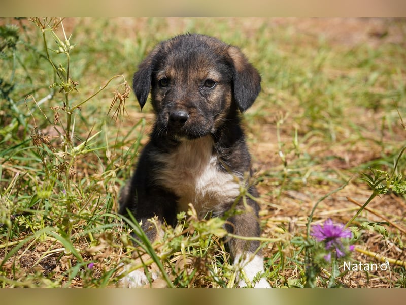 Sechs wunderschöne Schäferhundmischlinge suchen ein Zuhause