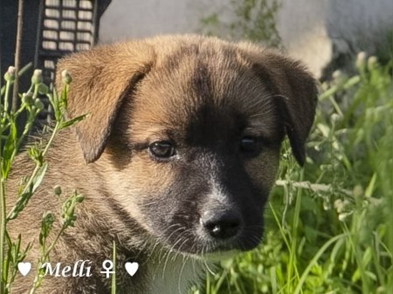 Melli und Mokka suchen ab Januar ein Zuhause.