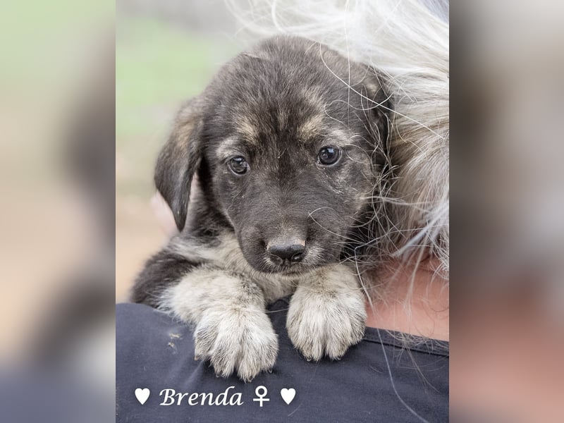Update: Brenda, Bill, Bob und Bertie suchen ab Anfang Januar ein Zuhause