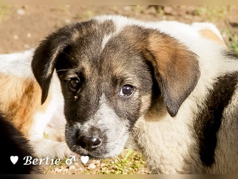 Update: Brenda, Bill, Bob und Bertie suchen ab Anfang Januar ein Zuhause