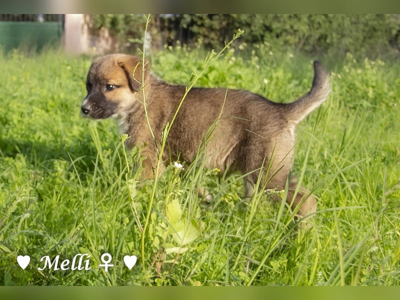 Melli und Mokka suchen ab Januar ein Zuhause.