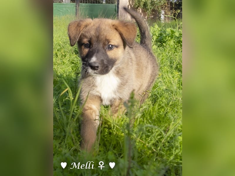 Melli und Mokka suchen ab Januar ein Zuhause.