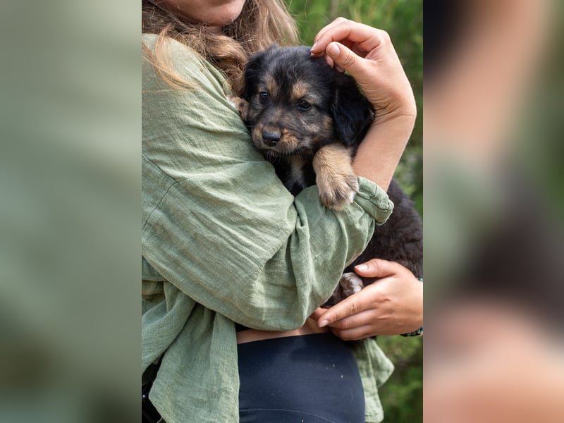 Sechs wunderschöne Schäferhundmischlinge suchen ein Zuhause