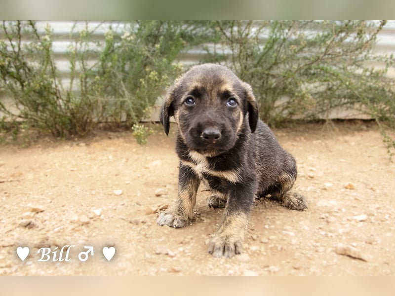 Update: Brenda, Bill, Bob und Bertie suchen ab Anfang Januar ein Zuhause