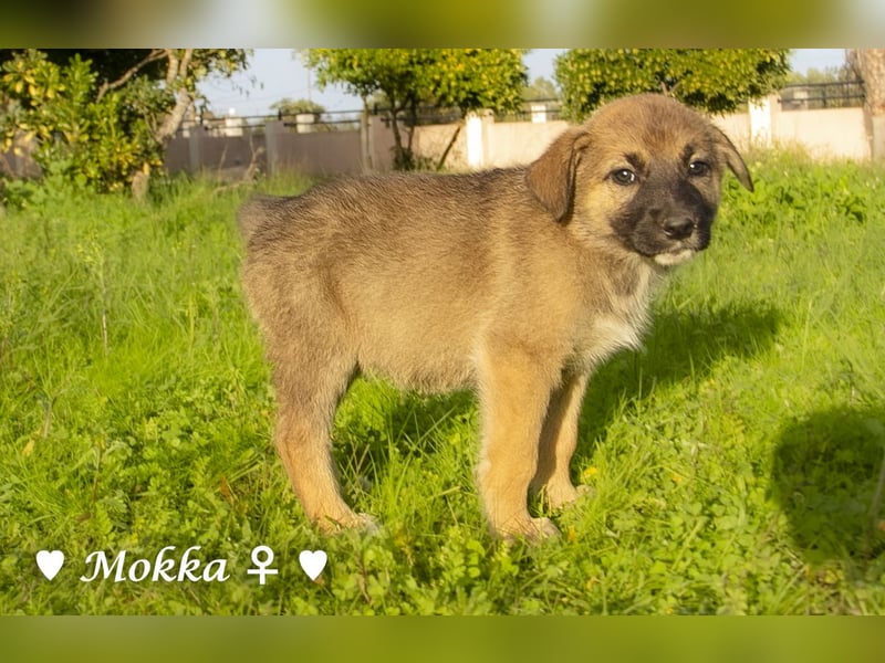 Melli und Mokka suchen ab Januar ein Zuhause.