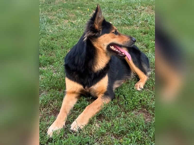 Nala - Anfängerhund