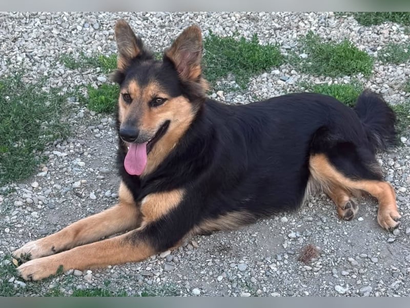 Nala - Anfängerhund