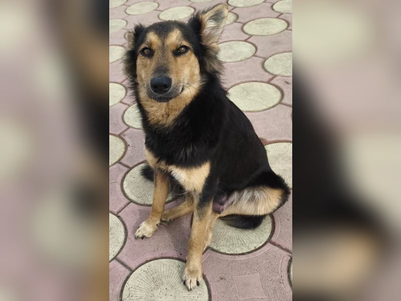 Nala - eine tolle Hundemama