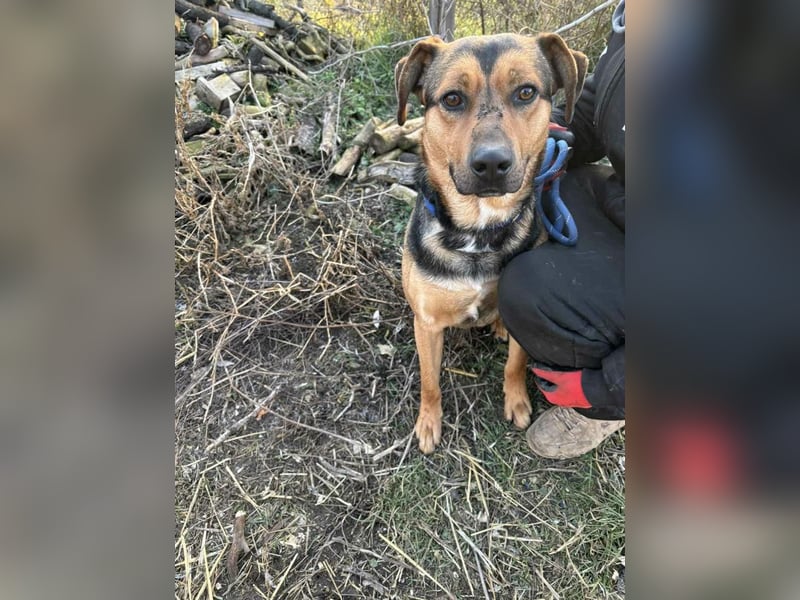 Zeno freundlicher Schäferhund-Bracke Mix