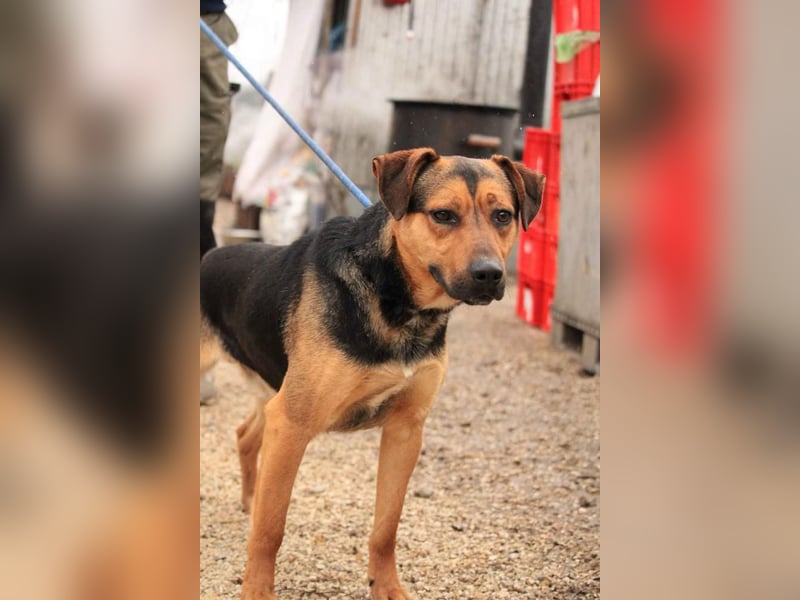 Zeno freundlicher Schäferhund-Bracke Mix