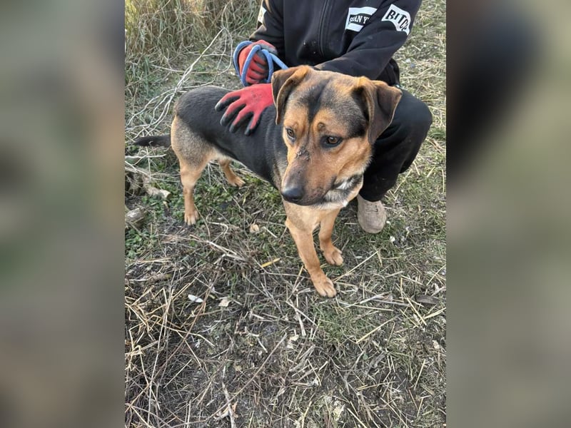 Zeno freundlicher Schäferhund-Bracke Mix