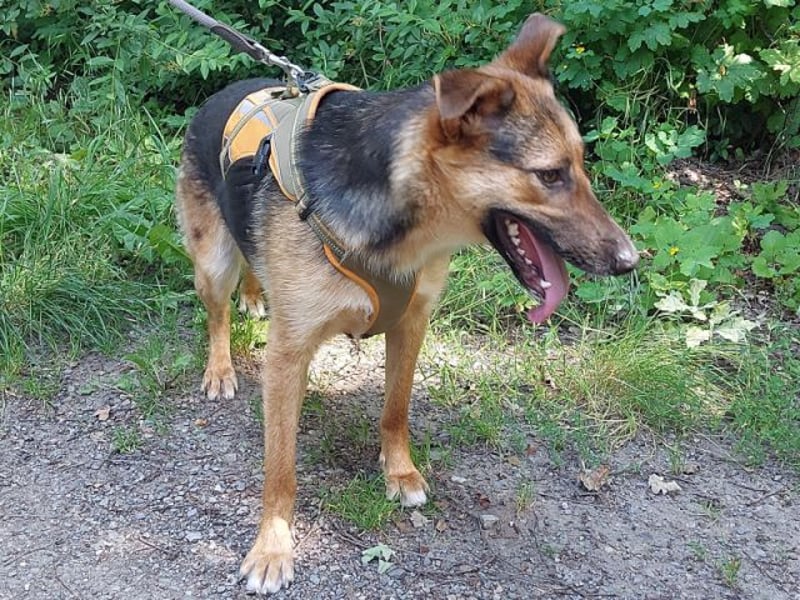 junge Schäferhund-Mix Hündin "Luzzy" sucht ein Zuhause