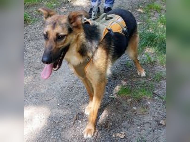 junge Schäferhund-Mix Hündin "Luzzy" sucht ein Zuhause