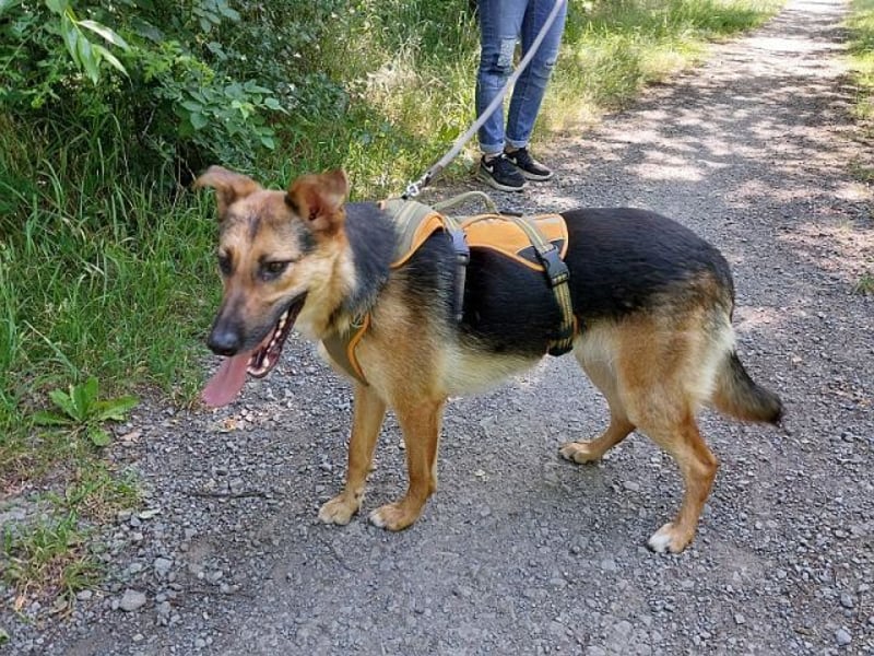 junge Schäferhund-Mix Hündin "Luzzy" sucht ein Zuhause