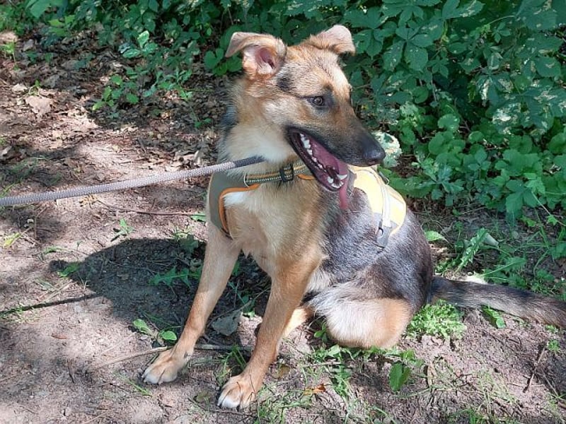 junge Schäferhund-Mix Hündin "Luzzy" sucht ein Zuhause