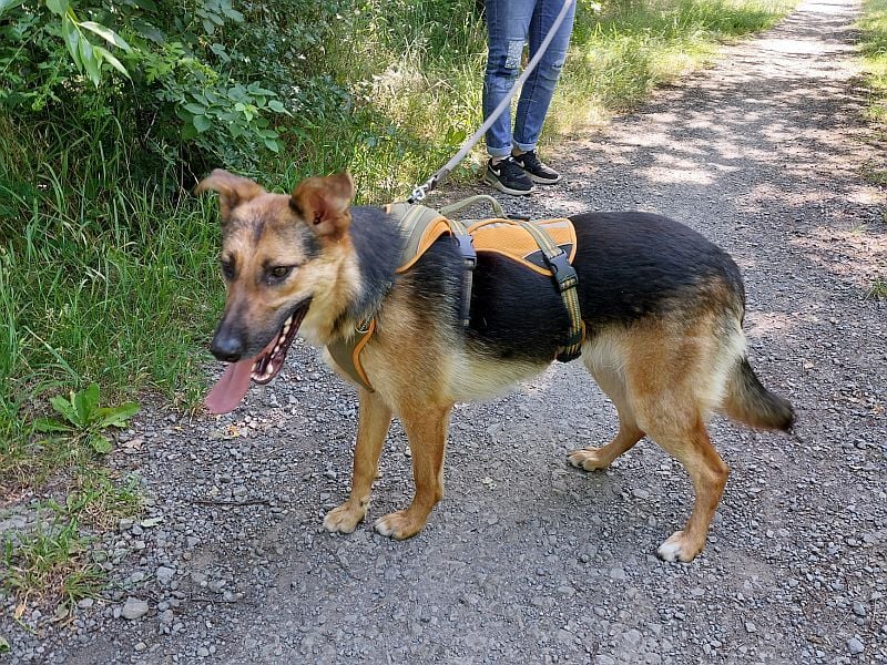 junge Schäferhund-Mix Hündin "Luzzy" sucht ein Zuhause