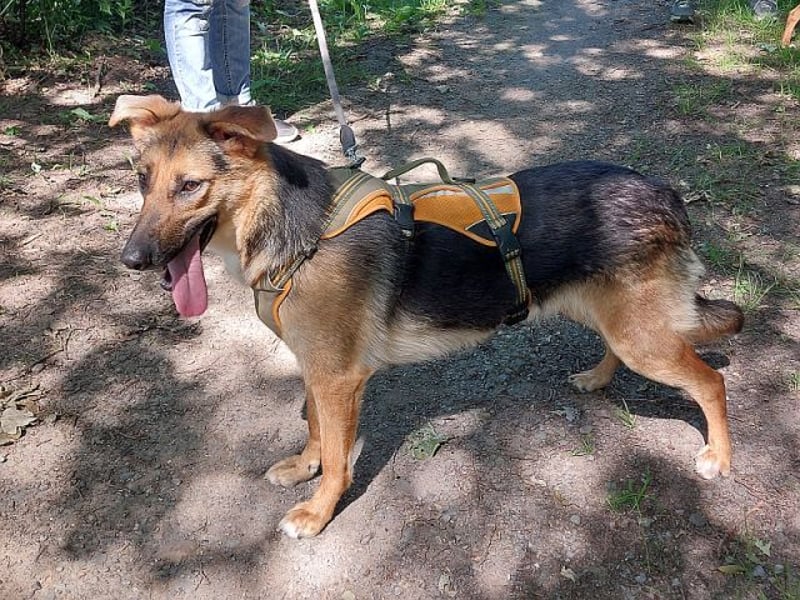 junge Schäferhund-Mix Hündin "Luzzy" sucht ein Zuhause
