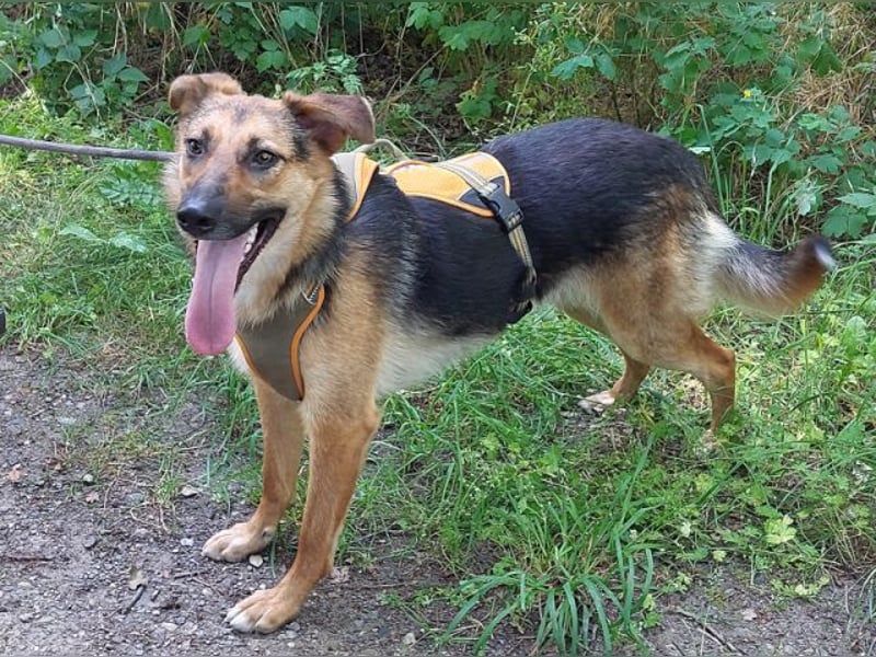 junge Schäferhund-Mix Hündin "Luzzy" sucht ein Zuhause