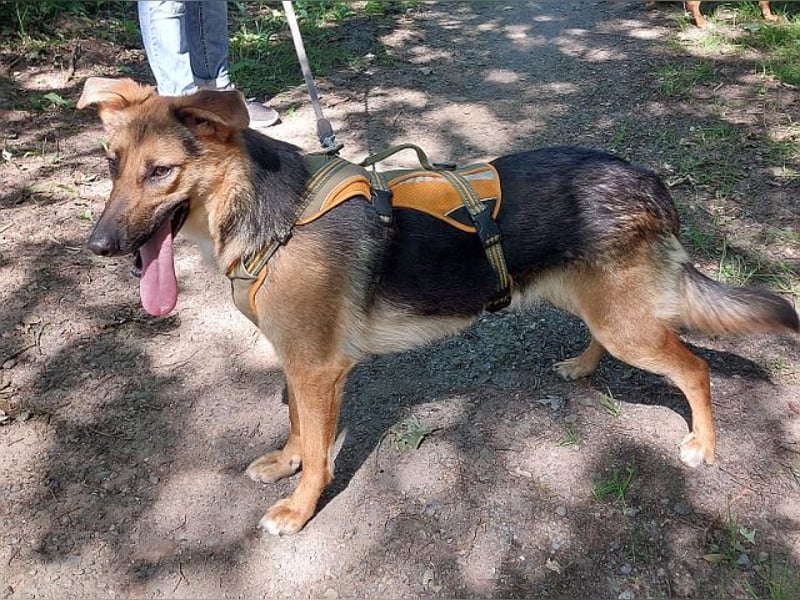 junge Schäferhund-Mix Hündin "Luzzy" sucht ein Zuhause