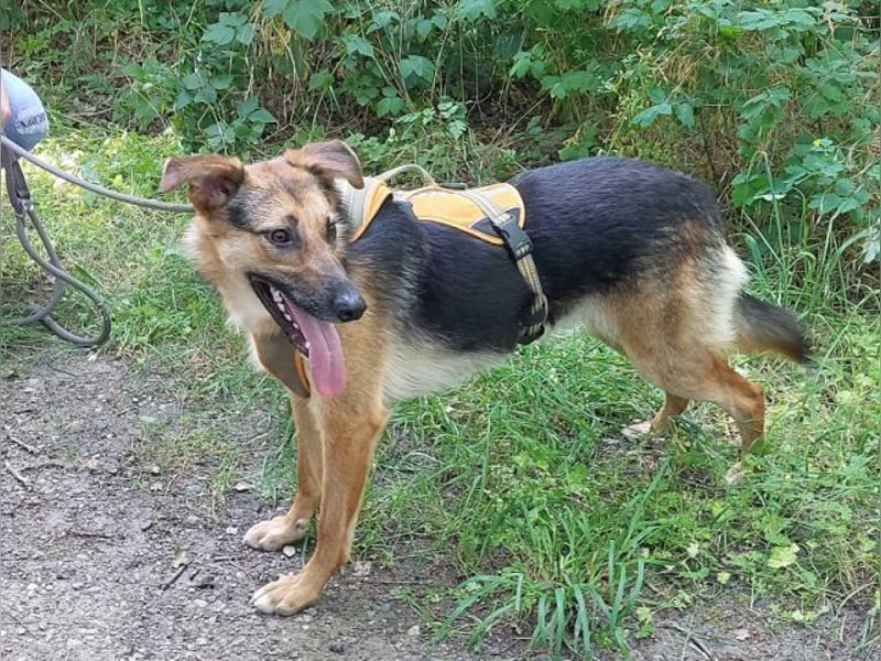 junge Schäferhund-Mix Hündin "Luzzy" sucht ein Zuhause