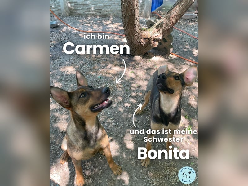 Carmen SI, fröhlich und neugierig