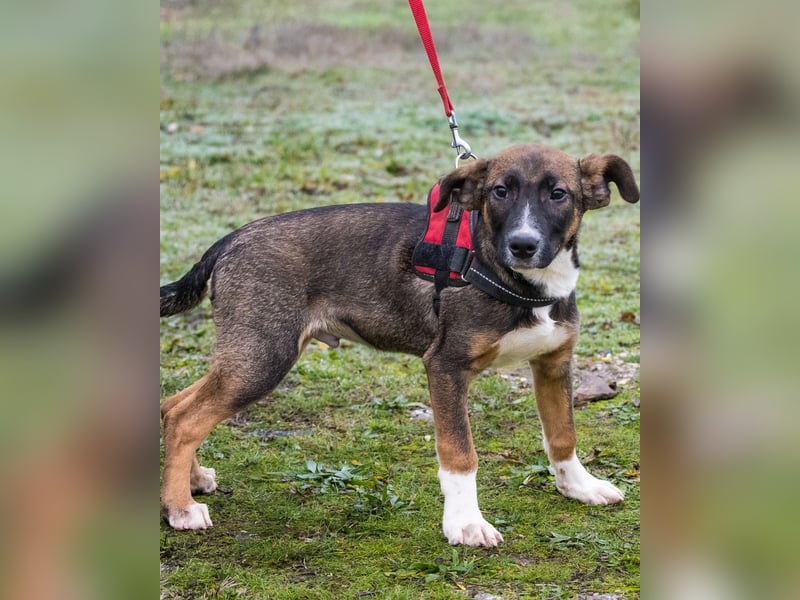 Cipö SI - lernfreudig, aktiv