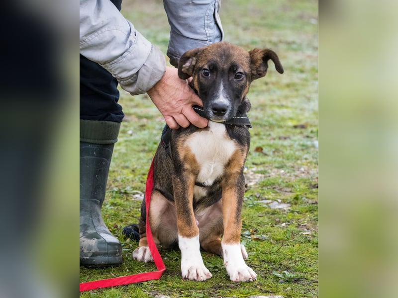 Cipö SI - lernfreudig, aktiv