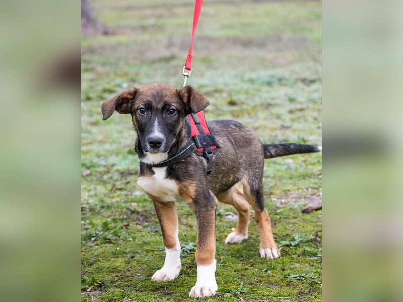 Cipö SI - lernfreudig, aktiv