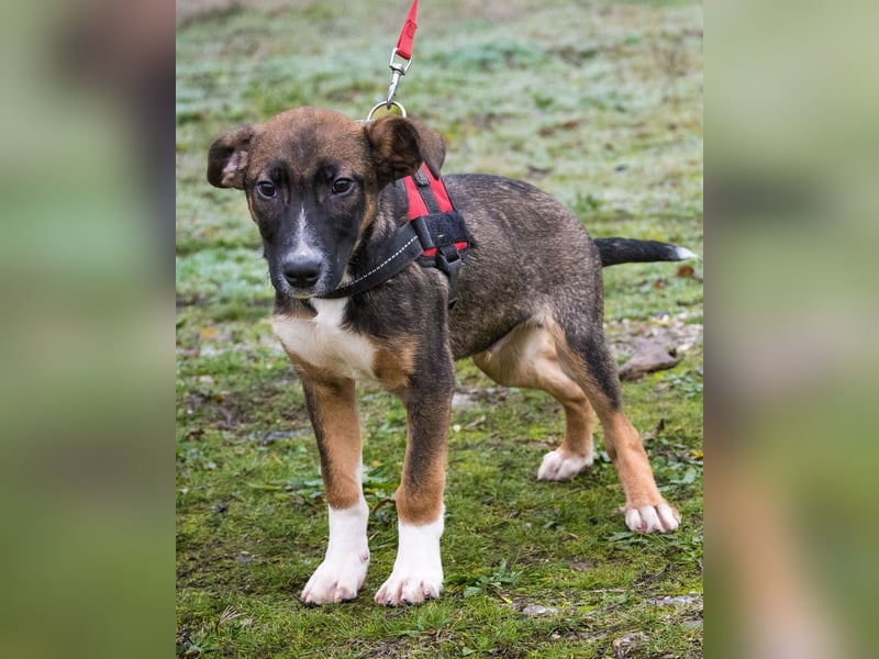 Cipö SI - lernfreudig, aktiv