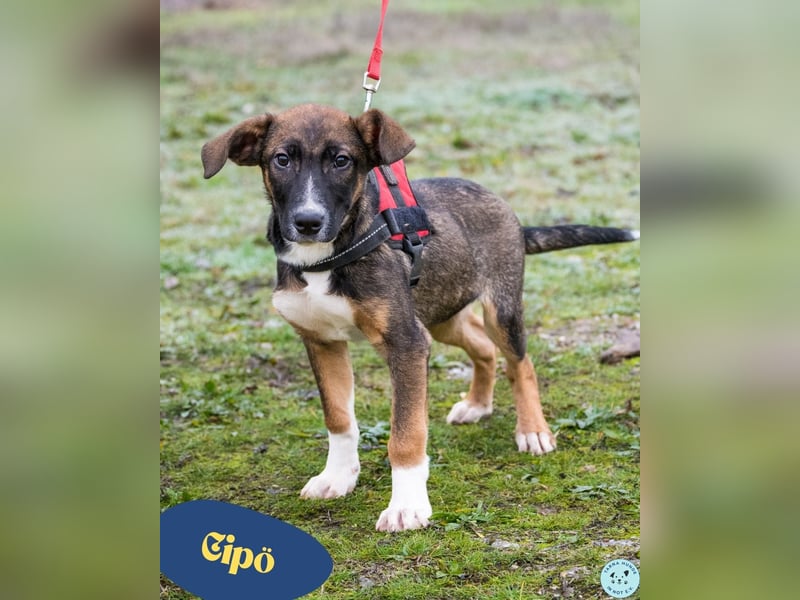 Cipö SI - lernfreudig, aktiv