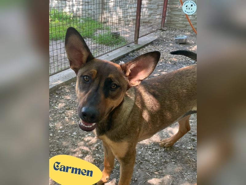 Carmen SI, fröhlich und neugierig