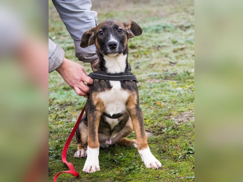 Cipö SI - lernfreudig, aktiv