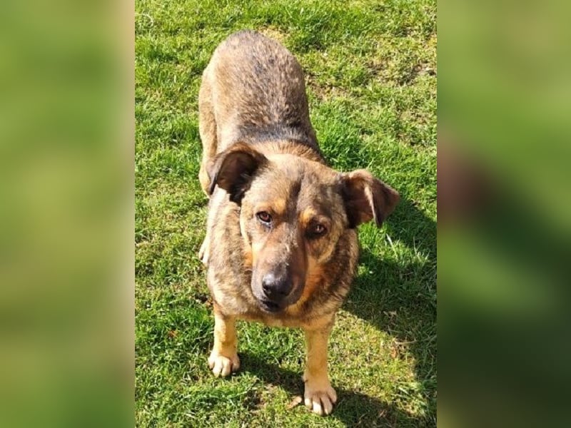 Ferdinand ist ein fitter und gesunder älterer Hundemann