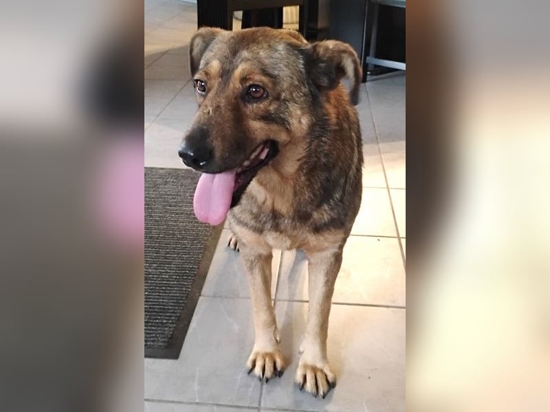 Ferdinand ist ein fitter und gesunder älterer Hundemann