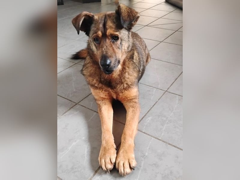 Ferdinand ist ein fitter und gesunder älterer Hundemann