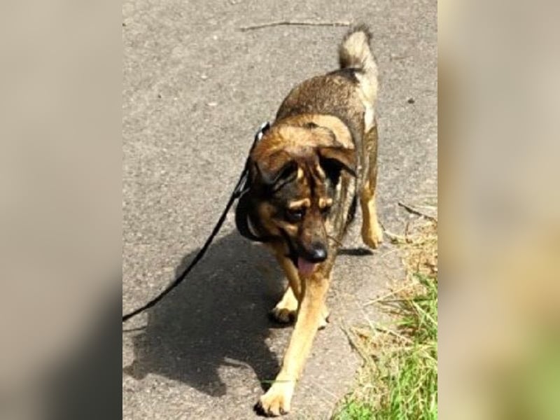 Ferdinand ist ein fitter und gesunder älterer Hundemann