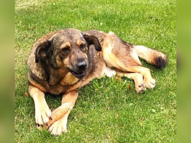 Ferdinand ist ein fitter und gesunder älterer Hundemann