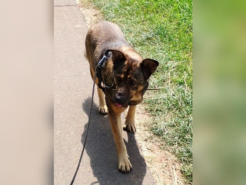 Ferdinand ist ein fitter und gesunder älterer Hundemann