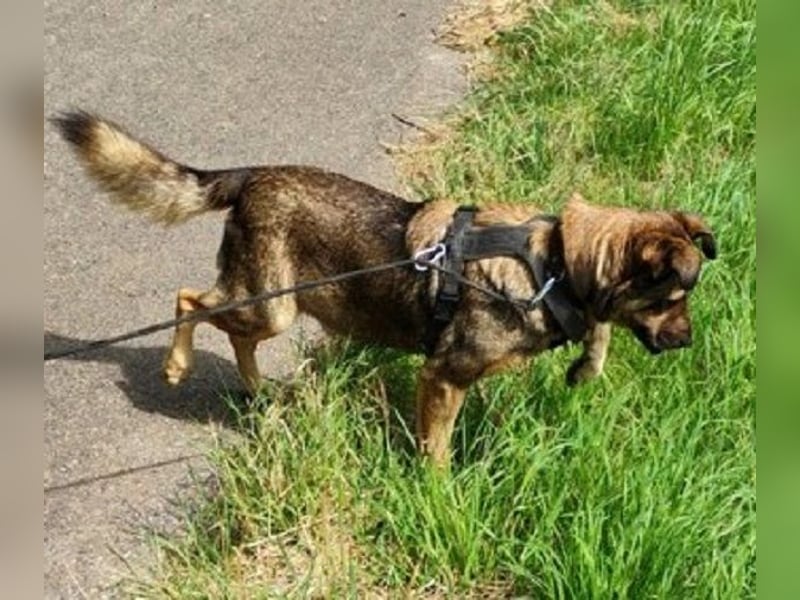 Ferdinand ist ein fitter und gesunder älterer Hundemann