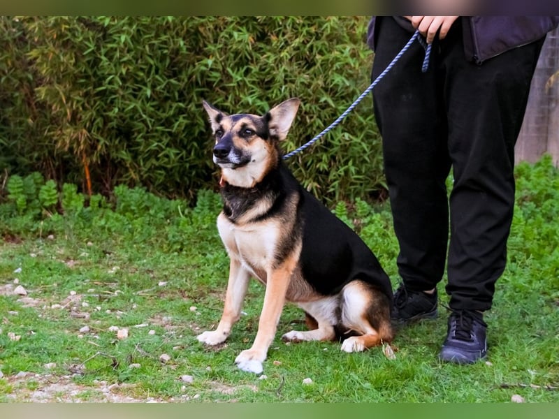 Pflegestelle oder Endstelle für • Arielle gesucht !