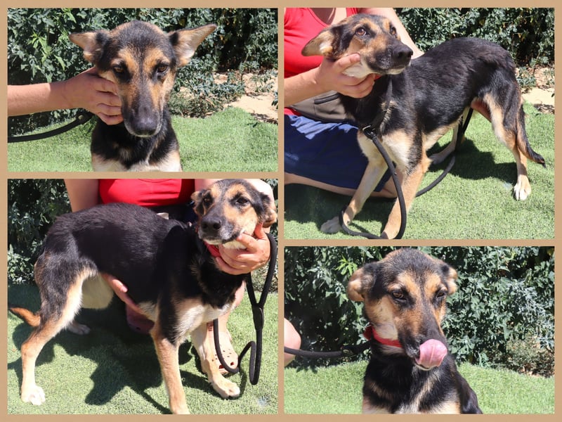 Pflegestelle oder Endstelle für • Arielle gesucht !