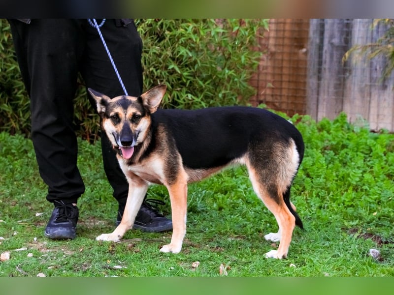 Pflegestelle oder Endstelle für • Arielle gesucht !