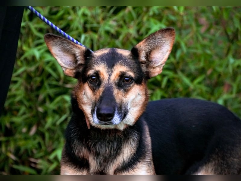 Pflegestelle oder Endstelle für • Arielle gesucht !