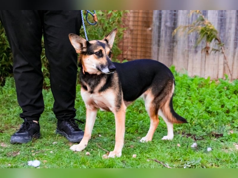 Pflegestelle oder Endstelle für • Arielle gesucht !