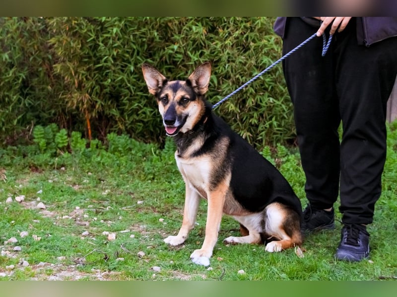 Pflegestelle oder Endstelle für • Arielle gesucht !