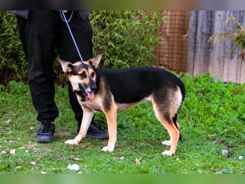 Pflegestelle oder Endstelle für • Arielle gesucht !