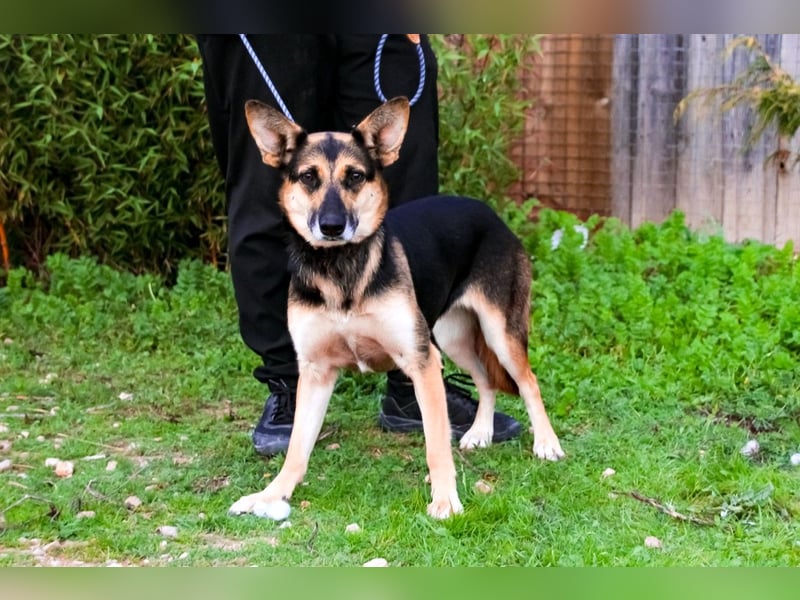 Pflegestelle oder Endstelle für • Arielle gesucht !