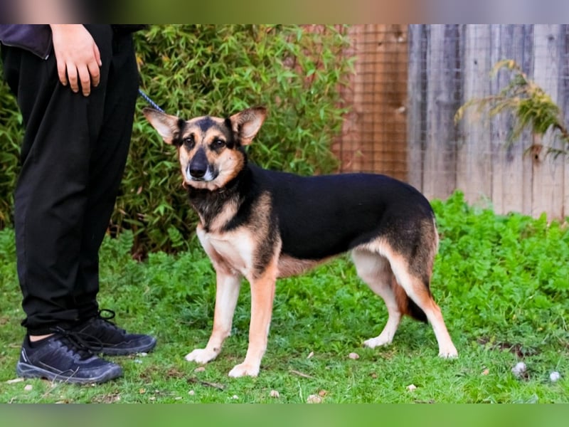 Pflegestelle oder Endstelle für • Arielle gesucht !