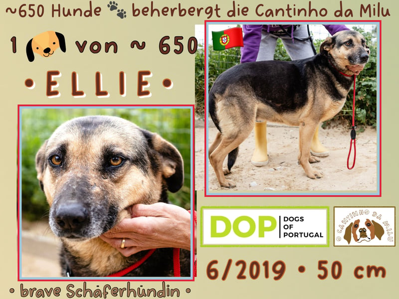 muss schon lange warten ❗️ELLIE - Tierheim Cantinho da Milu